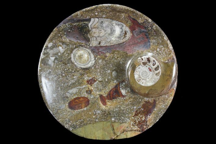 Round Fossil Goniatite Dish #73988